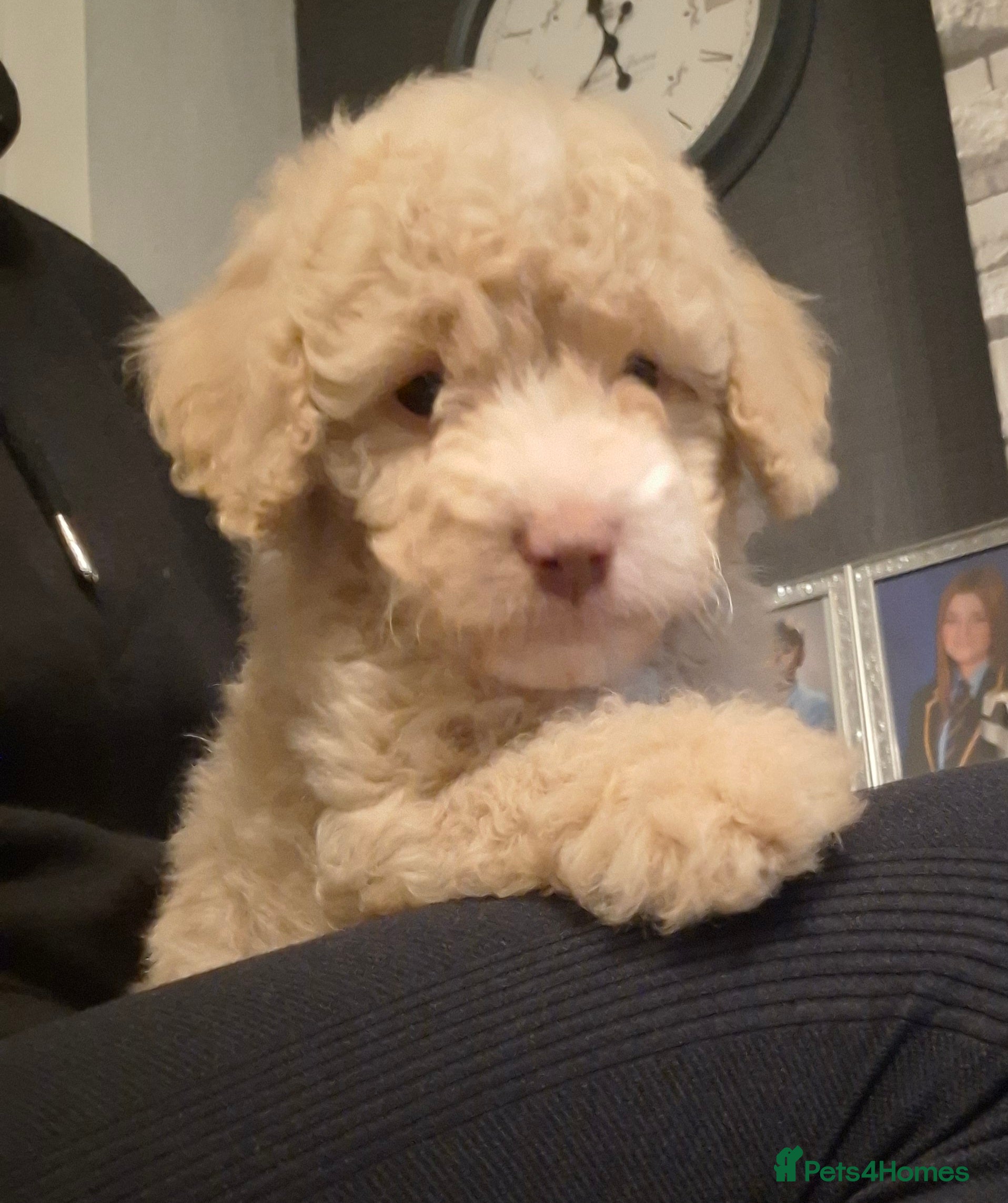 Cockapoo dogs Ready to leave soon - Advert 16