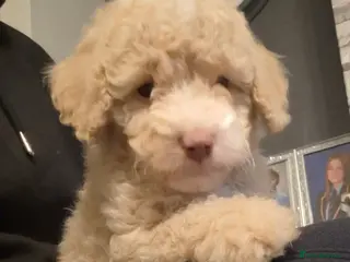 Cockapoo dogs Ready to leave soon - Advert 16