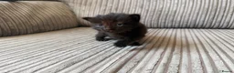 Mixed Breed cats for sale: Half ragdoll kittens  - Advert 4