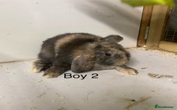 Mini Lop rabbits for sale: Beautiful Lop eared bunnies  - Advert 3