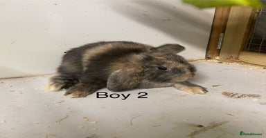 Mini Lop rabbits Beautiful Lop eared bunnies  - Advert 11