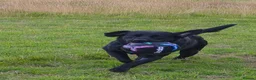 Labrador Retriever dogs for sale: Our Lab Milo in Aberystwyth - Advert 5