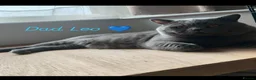 British Shorthair cats for sale: British shorthair kittens  - Advert 9
