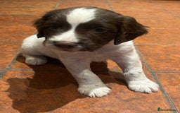 English Springer Spaniel dogs for sale: Beautiful Springer Dog - Image 5