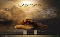 Cockapoo dogs for sale: ✨ Quality F2 Cockapoos ✨ Reputable Breeder  - Image 14