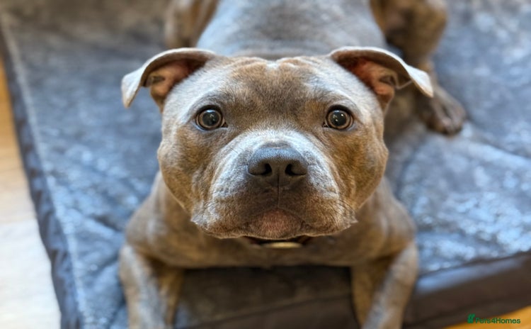 Staffordshire Bull Terrier dogs - Advert 10