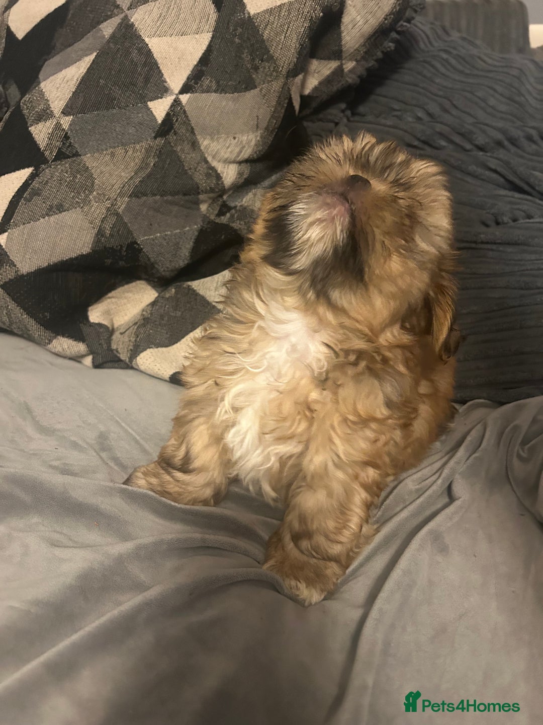 Shih Tzu dogs for sale: Gorgeous little boy - Advert 14