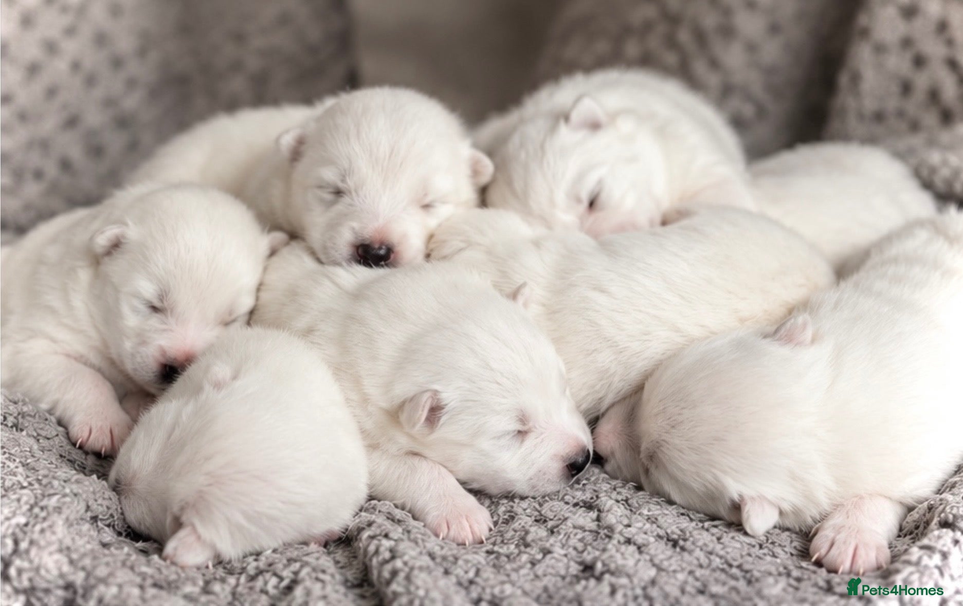 Samoyed dogs for sale: Samoyed Puppies Boys and Girls Ready December - Advert 1