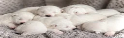 Samoyed dogs for sale: Samoyed Puppies Boys and Girls Ready December - Advert 1