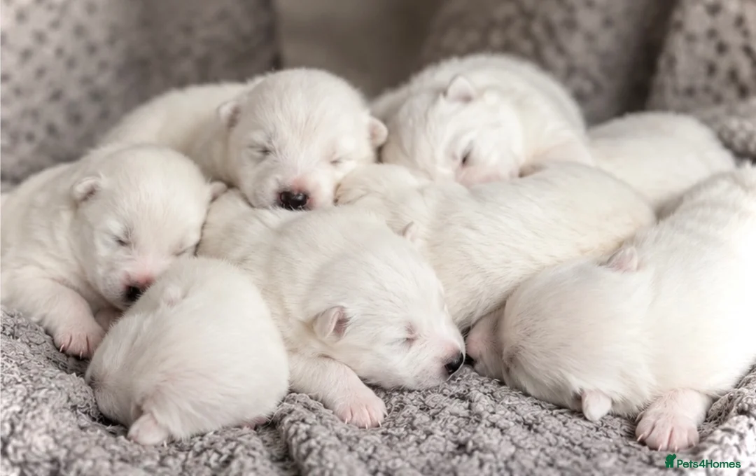 Samoyed dogs for sale: Samoyed Puppies Boys and Girls Ready December - Advert 1