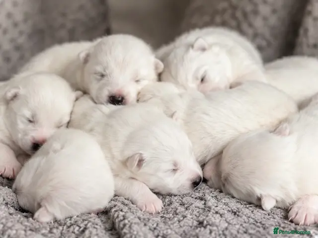 Samoyed dogs for sale: Samoyed Puppies Boys and Girls Ready December - Advert 1