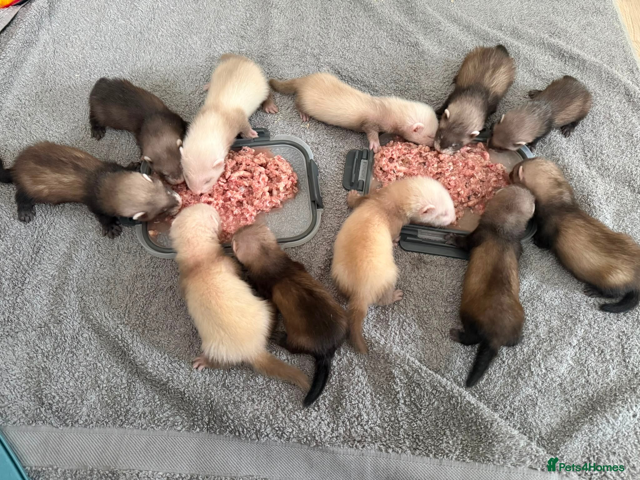 Ferret rodents for sale: Ferret kits ready in 2-3 weeks - Advert 2