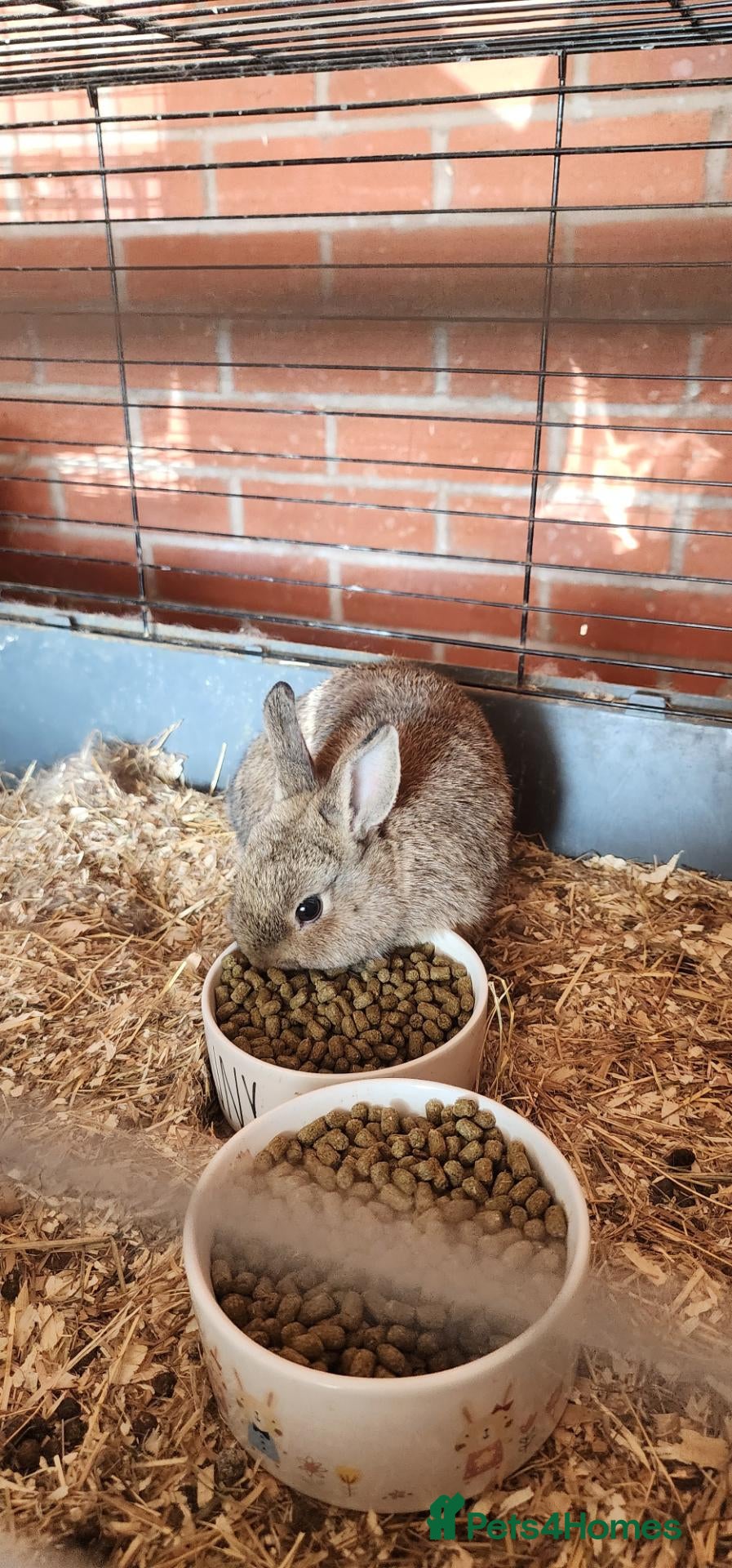 Netherland Dwarf rabbits Netherland dwarf  - Advert 15