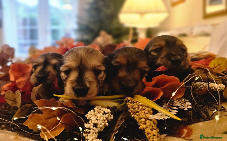 Miniature Dachshund dogs - Advert 5