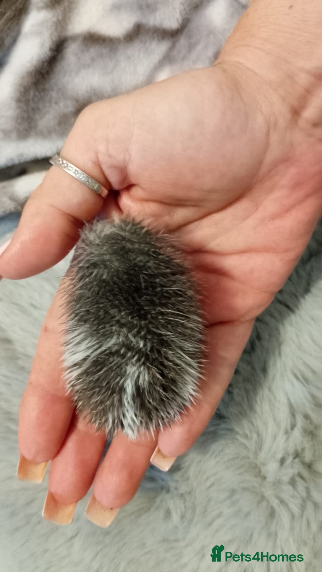 Pygmy Hedgehog rodents for sale: Unusual markings beautiful hoglets - Advert 5