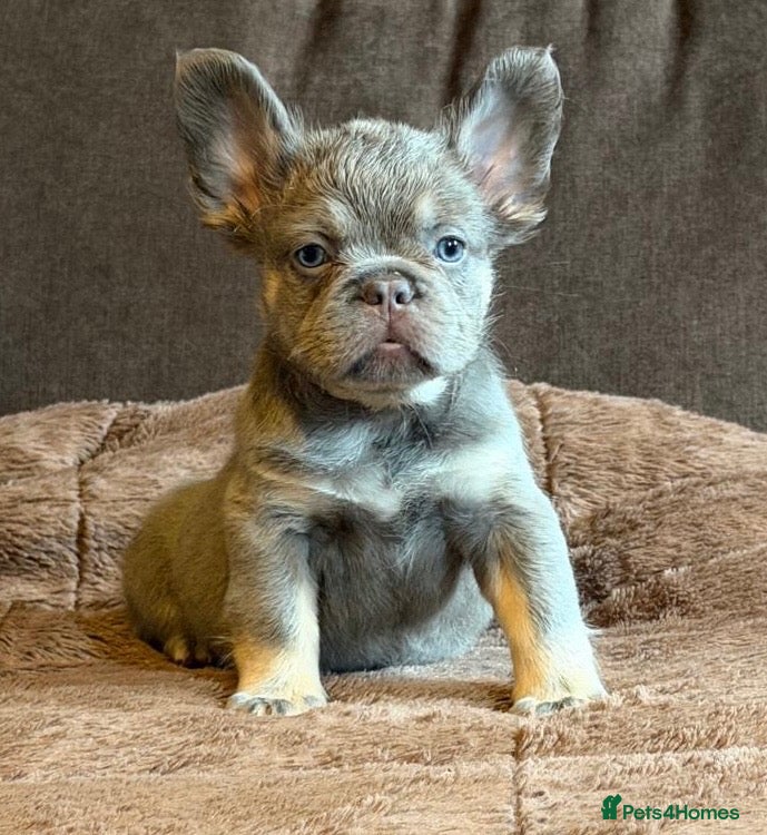 French Bulldog dogs for sale: French bulldog puppy's  - Advert 1