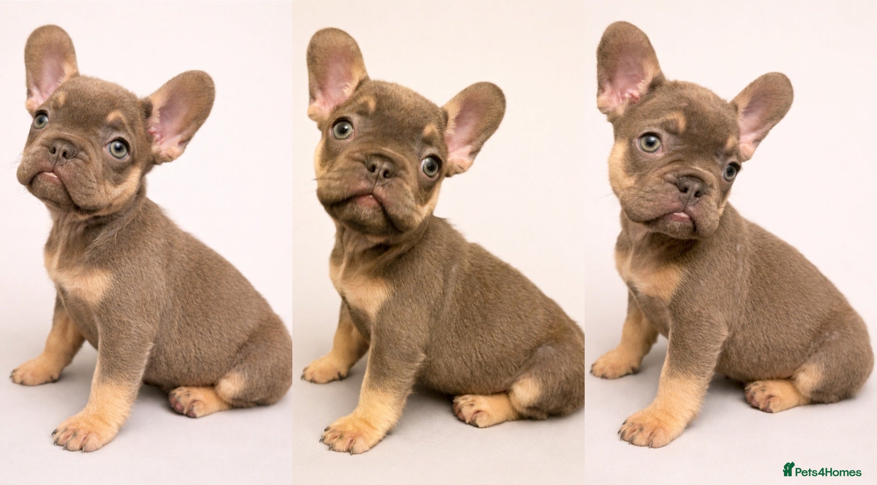 French Bulldog dogs 🌟 Last puppy remaining 🌟  - Advert 5