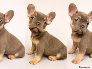French Bulldog dogs 🌟 Last puppy remaining 🌟 - Advert 5