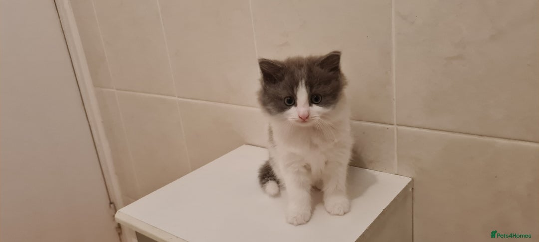 Russian Blue cats for sale: Beautiful Russian Blue Longhair Kitten - Advert 5