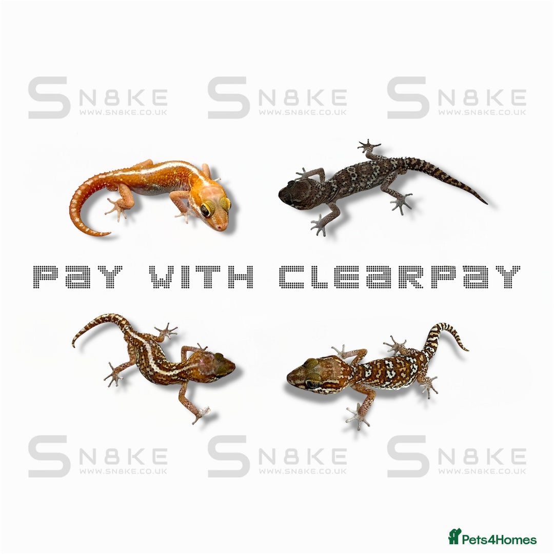 Gecko reptiles for sale: OCELOT GECKO BABIES - Advert 1