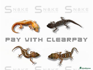 Gecko reptiles OCELOT GECKO BABIES - Advert 1