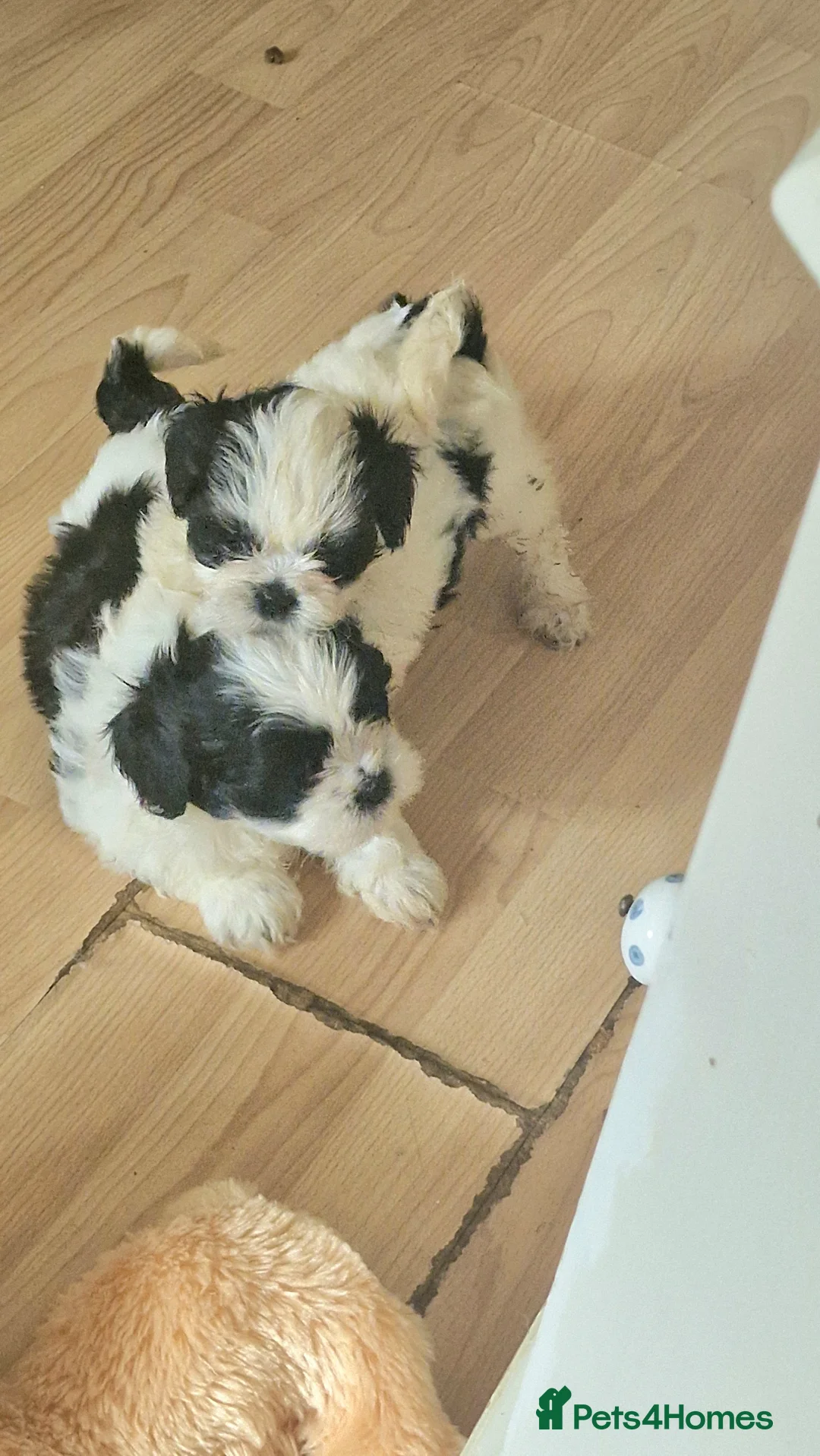 Shih Tzu dogs for sale: 🐾 Amazing Purebred Shih Tzu Puppies Crawley 🐾 - Advert 14