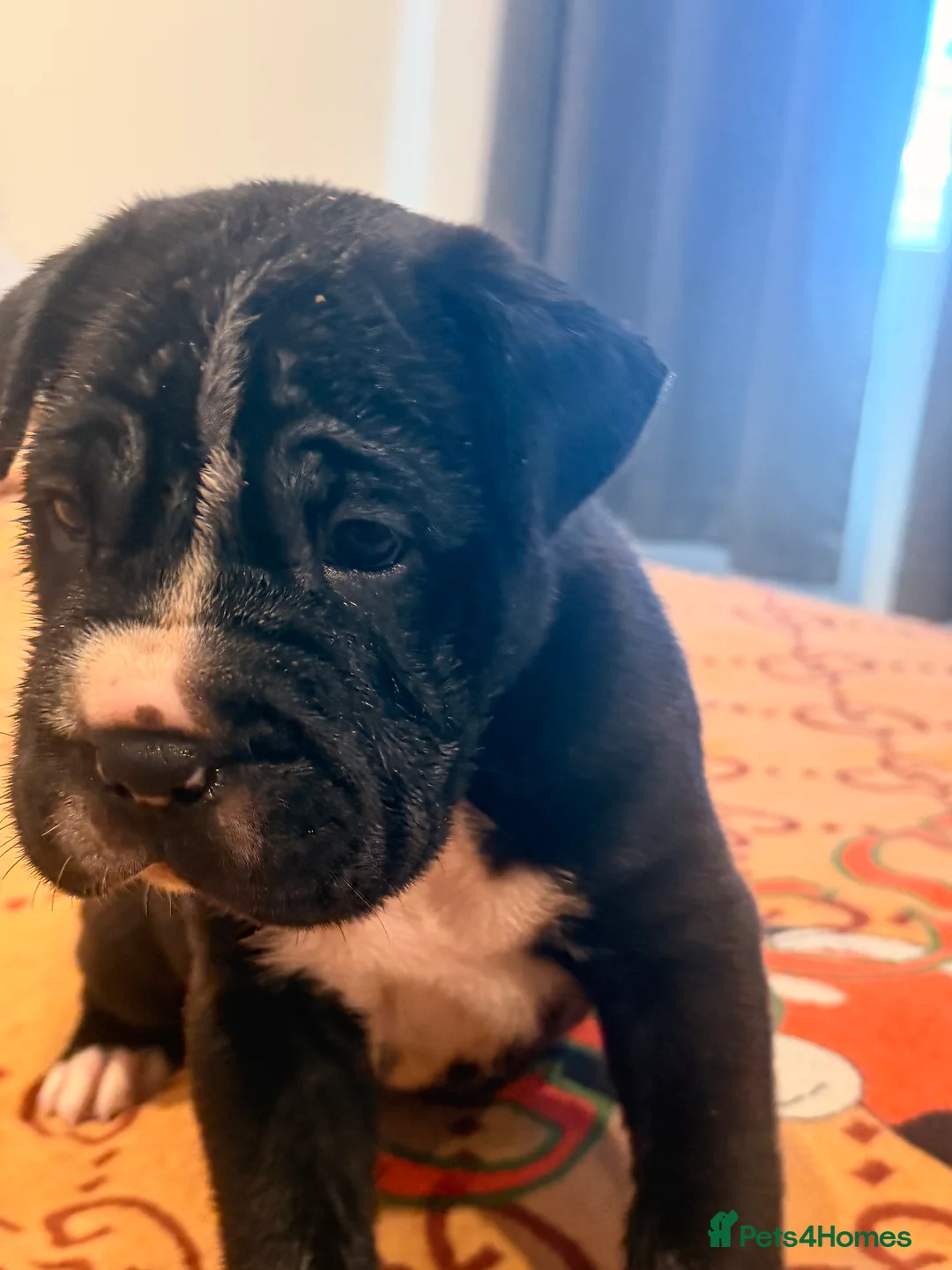 Mixed Breed dogs for sale: Sharpei/Mastiff x Staff - Ready 4 New Homes  - Advert 8