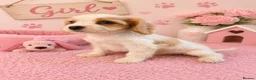 Cavapoo dogs for sale: ** RARE COLOURED DNA CLEAR CAVAPOO PUPPIES ** - Advert 3