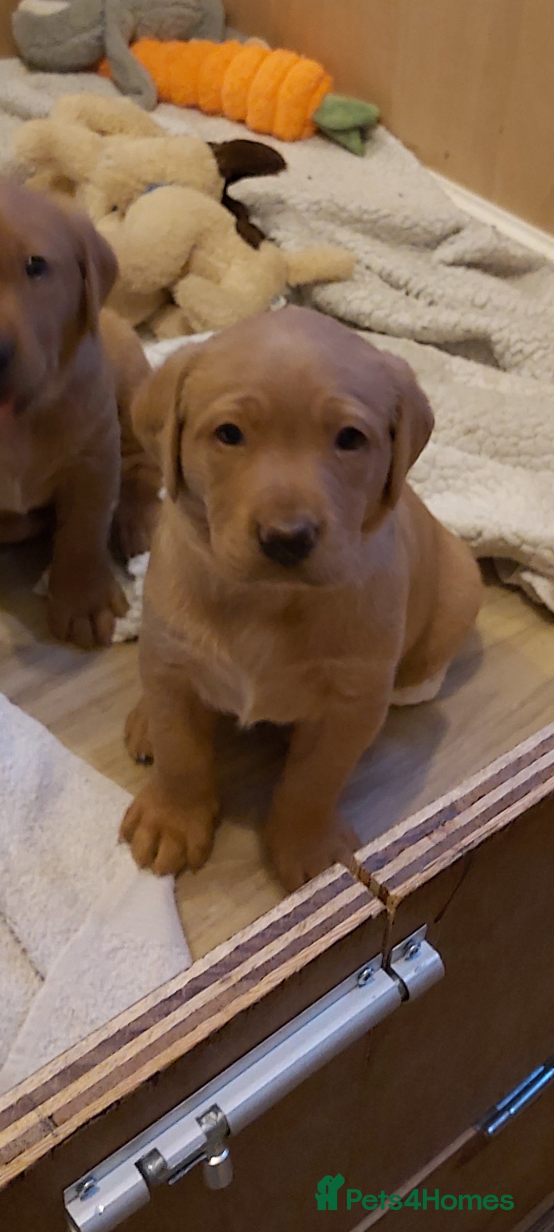 Labrador Retriever dogs for sale: KC reg fox red labrador  - Advert 2