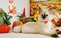Ragdoll cats for sale: GCCF Ragdoll Kittens - Outstanding!  - Image 8