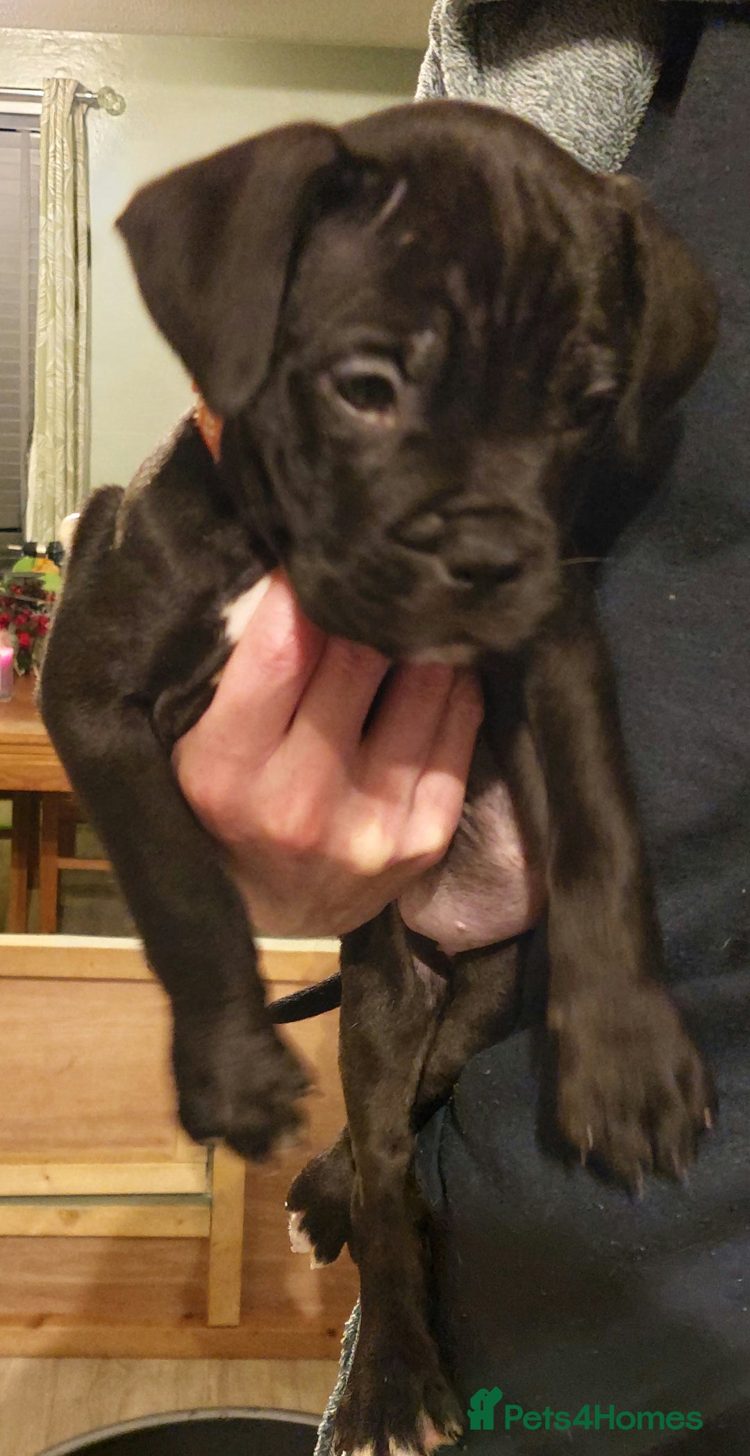 Mixed Breed dogs for sale: Cane Corso cross American bulldog puppy's  - Advert 20