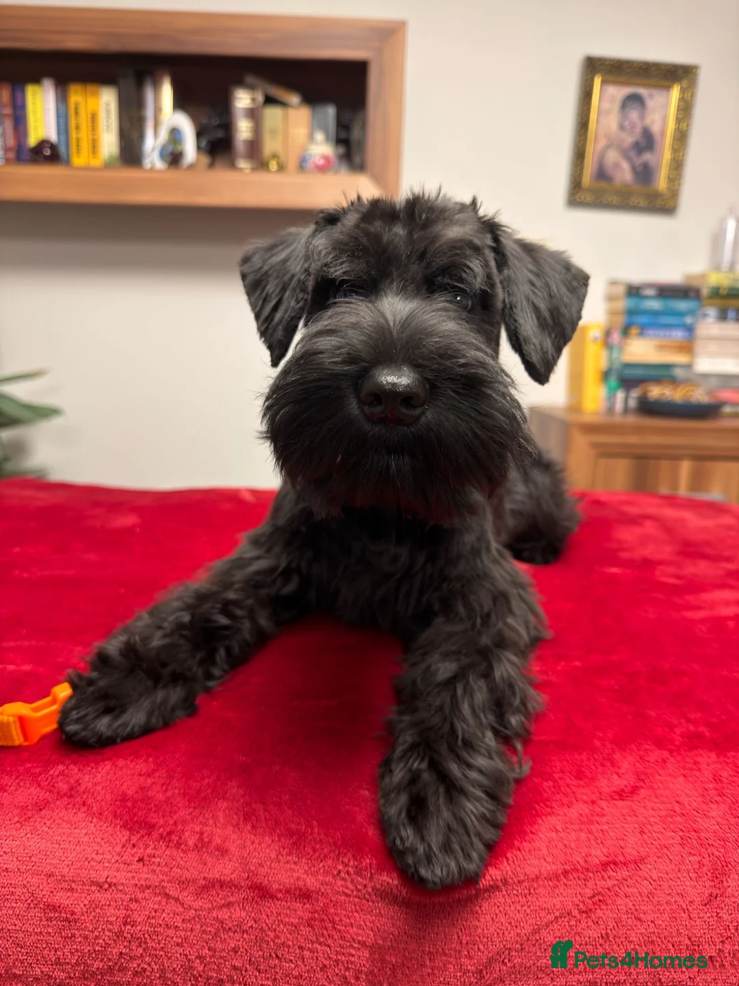 Miniature Schnauzer dogs for sale: Black Miniature Schnauzer boy - Advert 3