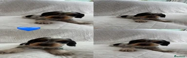 Cocker Spaniel 2