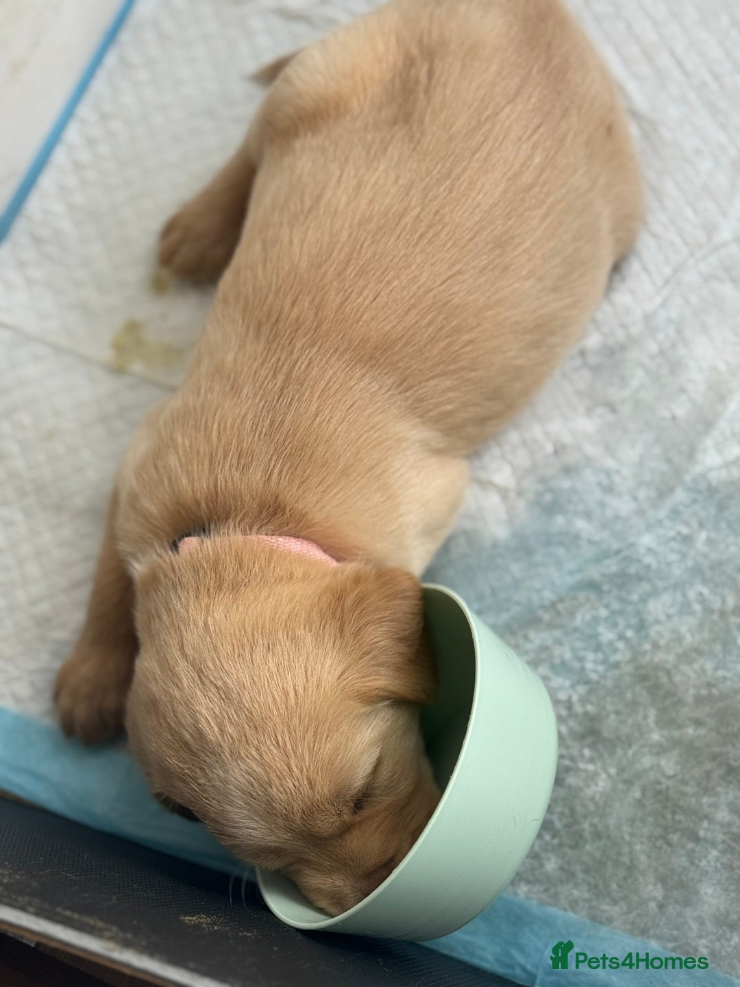 Goldador dogs for sale: Beautiful goldador puppies  - Image 26