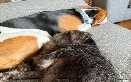 Mixed Breed dogs for adoption: Sammy (Hound/Terrier mix) - Image 17