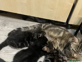 Mixed Breed cats Reduced kittens need gone asap to a loving home - Advert 1
