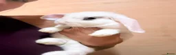Mini Lop rabbits for sale: Two gorgeous bunnies in Glasgow - Advert 2