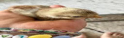 Chickens poultry for sale: Cream legbar male chick - Advert 2