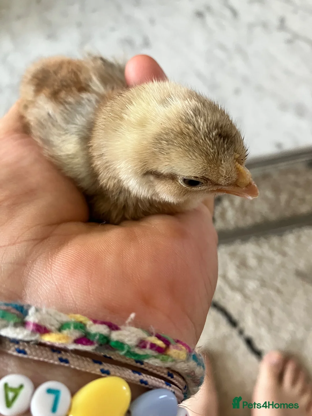 Chickens poultry for sale: Cream legbar male chick - Advert 2