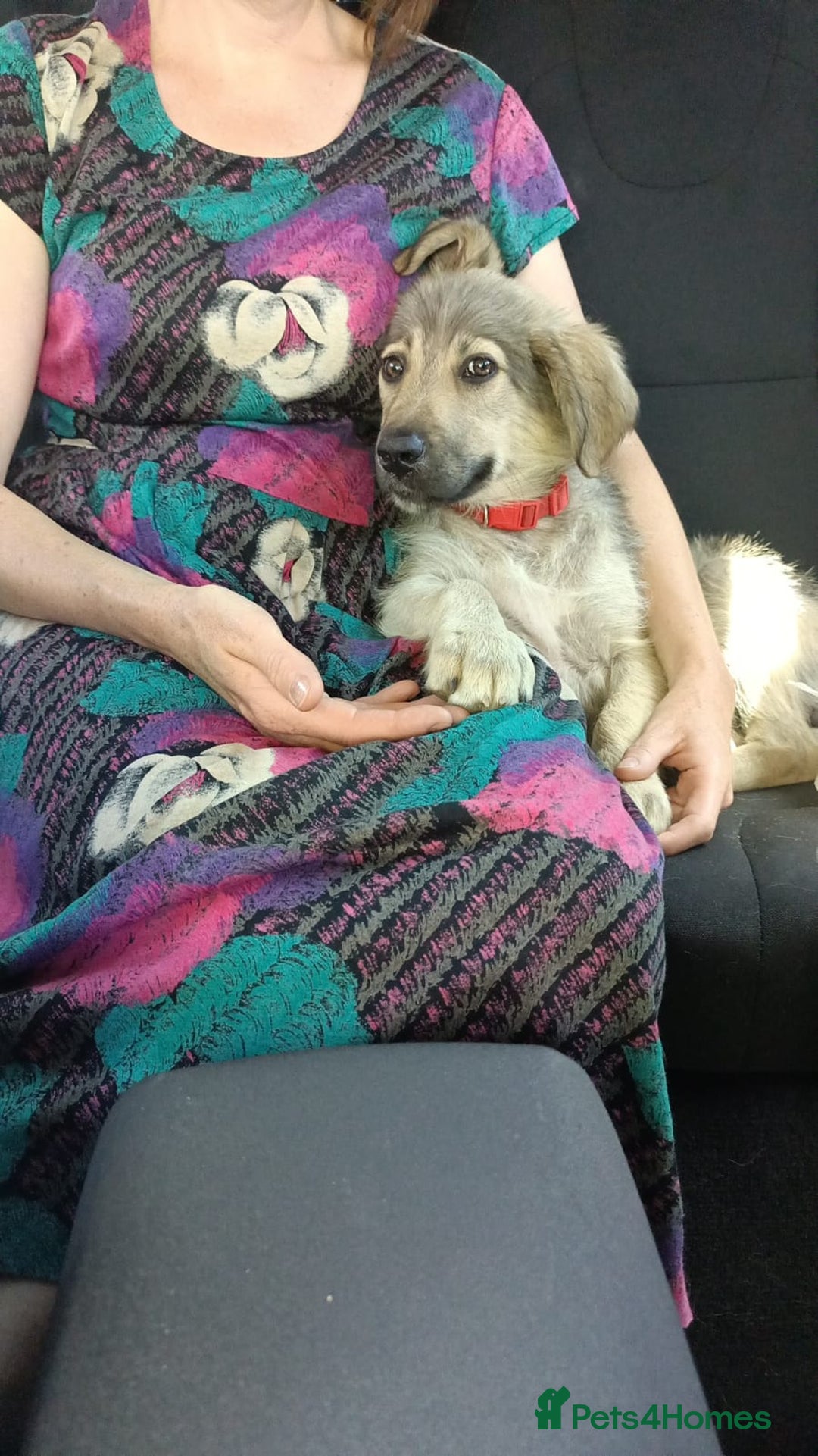 Mixed Breed dogs for adoption: 🐾 WINNIE - a Lovely young Girl, for a Loving Home - Image 14