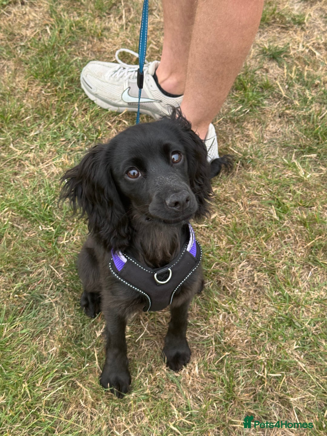 Cocker Spaniel dogs for sale: Female Working Cocker Spaniel for sale  - Image 6