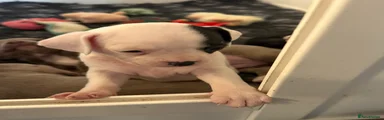 Bullseye 