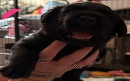 Labrador Retriever dogs for sale: Stunning litter of pure bred black Labrador pups  - Image 19