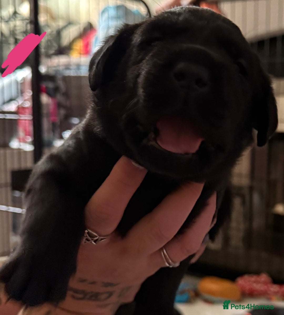 Labrador Retriever dogs for sale: Stunning litter of pure bred black Labrador pups  - Image 19