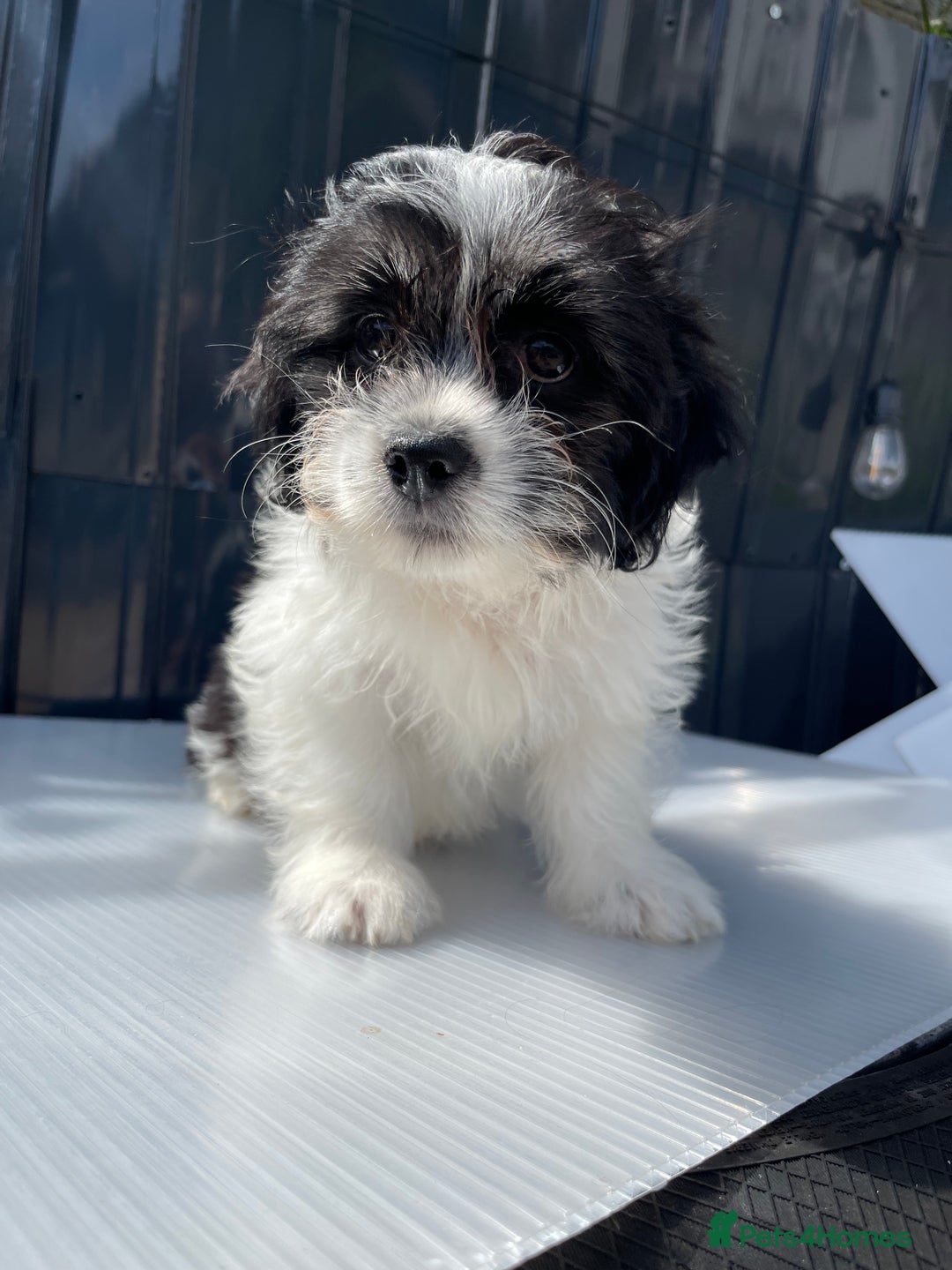 Havanese dogs for sale: Havanese bichon  - Image 5