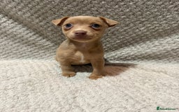 Jack Russell dogs for sale: Jack Russell puppies (JUST 1 LEFT) (LUNA) - Image 3
