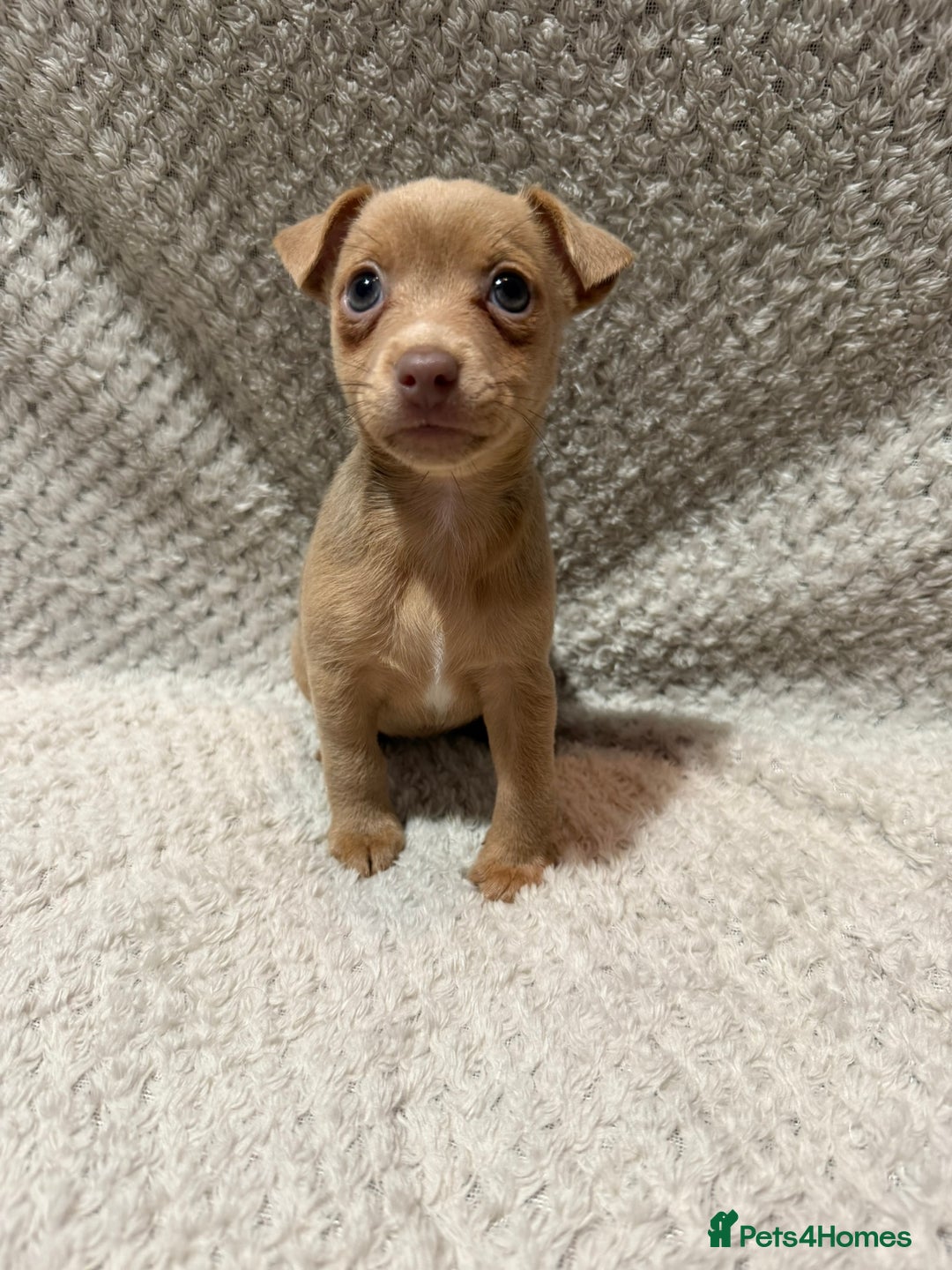 Jack Russell dogs for sale: Jack Russell puppies (JUST 1 LEFT) (LUNA) - Image 3