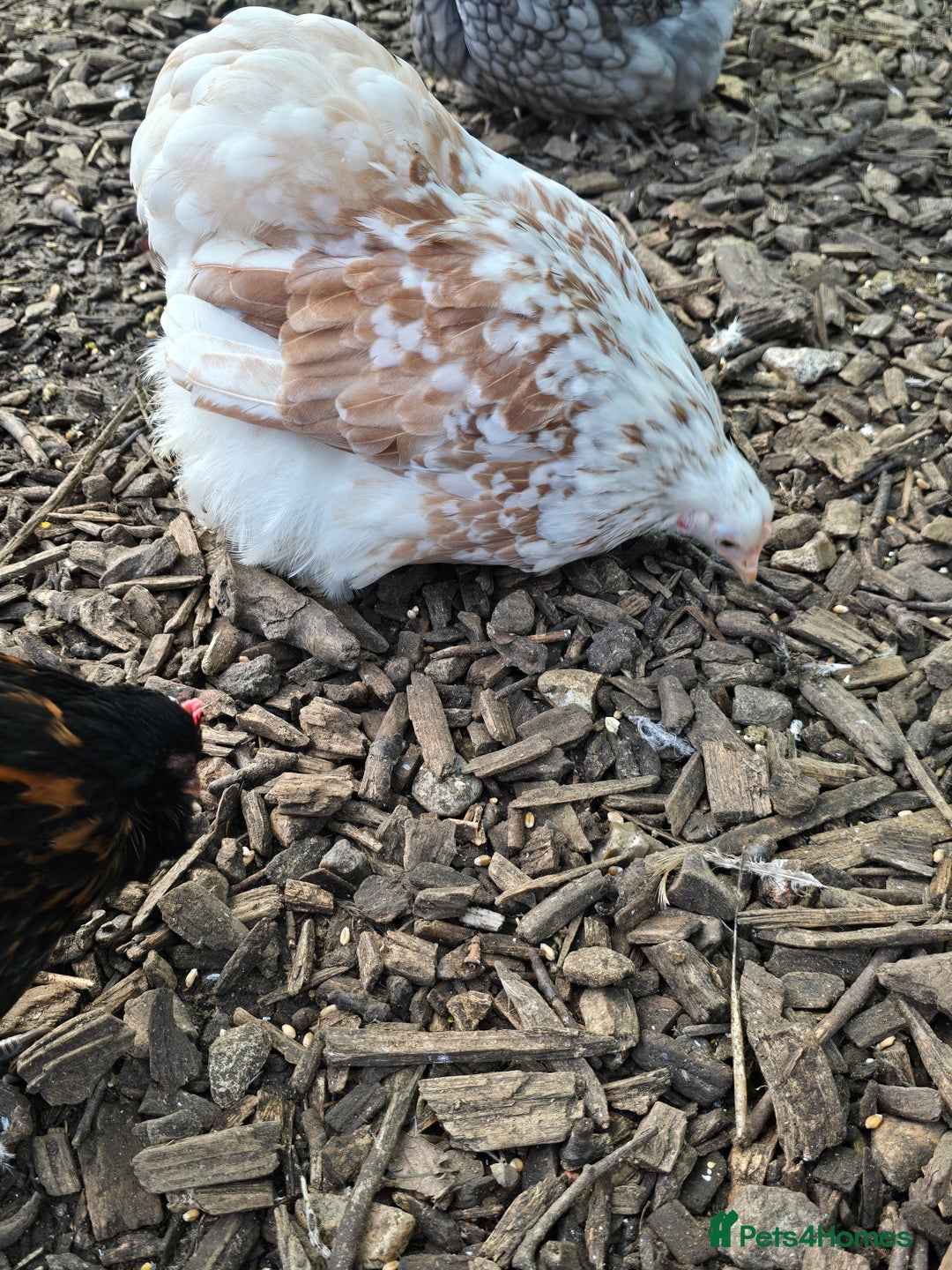 Chickens poultry for sale: Pekin Bantam Pullets  - Advert 10