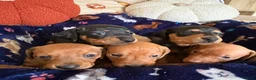 Miniature Dachshund dogs for sale: Kc reg 5 mini dachshund for sale  - Advert 19