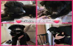 Mixed Breed dogs for sale: German Shepherd X Puppies - Image 18